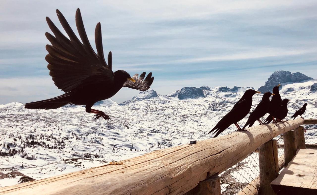 Lodge Am Krippenstein Obertraun Zewnętrze zdjęcie