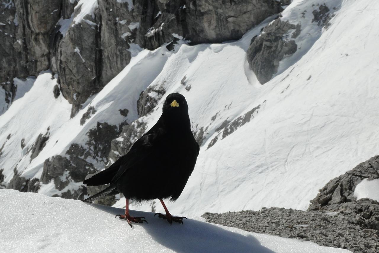 Lodge Am Krippenstein Obertraun Zewnętrze zdjęcie